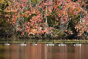 Canada Geese and fall reflections in Upper Mill Pond at the Ewell Reservation in Rowley