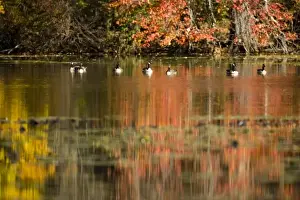 Canada Geese and fall reflections in Upper Mill Pond at the Ewell Reservation in Rowley