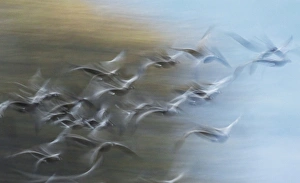 Canada Geese in Flight