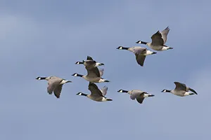 Canada geese flock