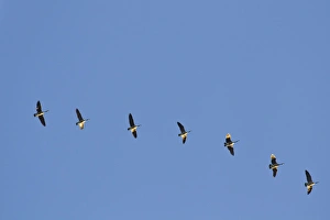 Whitefish Prints: Canada Geese fly in formation in a blue sky
