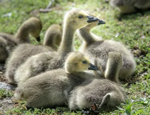 Goose Prints: Canada geese goslings huddling together