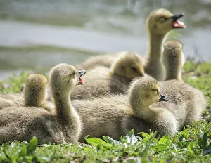 Images Dated 2nd May 2022: Canada geese goslings huddling together