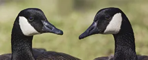 Canada geese, Kentucky