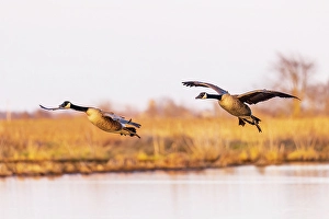 Images Dated 10th June 2024: Canada geese landing in wetland late evening, Marion County, Illinois