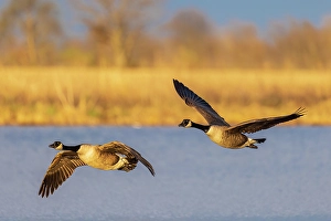 Images Dated 10th June 2024: Canada geese landing in wetland late evening, Marion County, Illinois