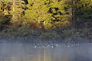 Geese Prints: Canada Geese on Lily Pond at sunrise, White Mountain National Forest, New Hampshire