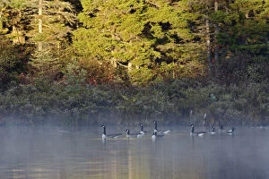 Images Dated 5th October 2007: Canada Geese on Lily Pond at sunrise, White Mountain National Forest, New Hampshire