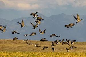 Flathead Valley Prints: Canada geese take off for flight in the Flathead Valley, Montana, USA