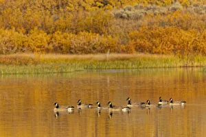 Willow Prints: Canada geese and reflection on water, Grand Teton National Park, Wyoming