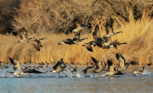 Migration Prints: Canada geese taking flight from a wetland refuge in southern Idaho during migration