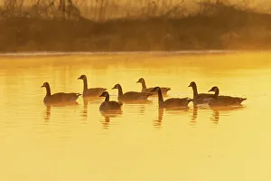 Gaggle Prints: Canada Geese in wetland at sunrise in fog, Marion County, Illinois