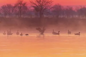 Gaggle Prints: Canada Geese in wetland at sunrise in fog, Marion County, Illinois