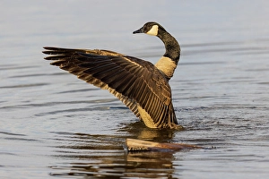 Images Dated 10th June 2024: Canada goose bathing, flapping wings in wetland, Marion County, Illinois