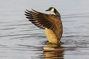 Images Dated 10th June 2024: Canada goose bathing, flapping wings in wetland, Marion County, Illinois