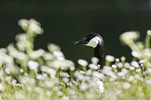 Images Dated 18th May 2015: Canada goose (Branta canadensis). Europe, central europe, Germany, Bavaria, May