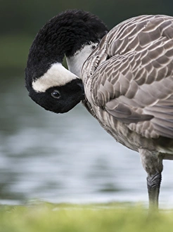 Images Dated 10th September 2014: Canada goose (Branta canadensis). Europe, central europe, Germany, Bavaria, September