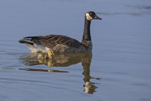 Images Dated 1st May 2010: Canada Goose with chick. San Francisco Bay. California