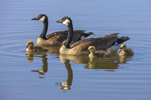 Images Dated 1st May 2010: Canada Goose with chicken. San Francisco Bay. California