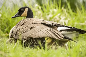 Janet Horton Prints: Canada Goose chicks hide under their mothers wings for warmth and protection