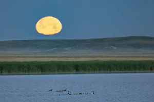 Images Dated 30th June 2018: Canada goose family as full moon sets over prairie pond in Medicine Lake National Wildlife Refuge