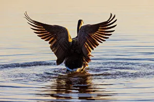 Flapping Prints: Canada Goose flapping wings in wetland at sunrise, Marion County, Illinois