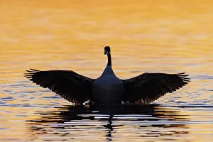 Flapping Prints: Canada Goose flapping wings in wetland at sunrise, Marion County, Illinois