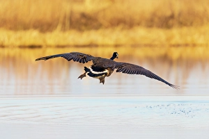 Images Dated 10th June 2024: Canada goose landing in wetland late evening, Marion County, Illinois