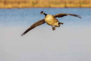Images Dated 10th June 2024: Canada goose landing in wetland, Marion County, Illinois
