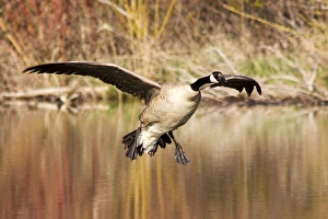 Images Dated 11th May 2012: Canada Goose prepares to land in small pond in the Lolo National Forest, Montana, USA