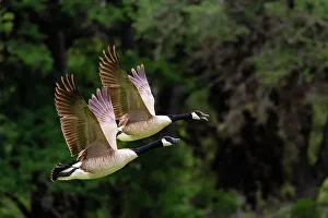 Gamebird Prints: Canada goose takeoff