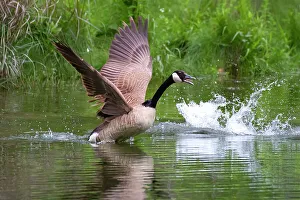 Swimming Prints: Canada goose at takeoff