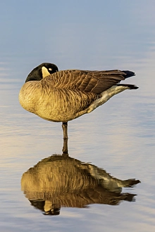 Images Dated 10th June 2024: Canada goose in wetland, Marion County, Illinois