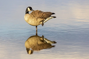 Images Dated 10th June 2024: Canada goose in wetland, Marion County, Illinois