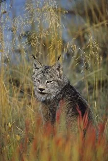 Images Dated 31st August 2007: Canada, Kluane NP, near Haines Junction, Canadian Lynx (Felis lynx)