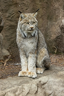 Carnivore Prints: Canada lynx