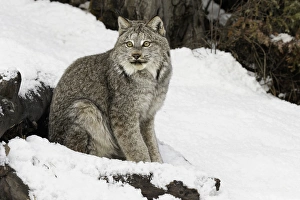 Canada Lynx or Canadian Lynx in winter, (Captive) Montana Lynx canadensis, Felidae