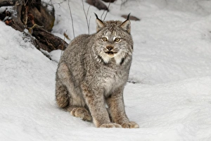 Images Dated 30th January 2016: Canada Lynx or Canadian Lynx in winter, (Captive) Montana Lynx canadensis, Felidae