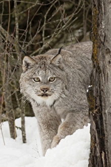 Images Dated 30th January 2016: Canada Lynx or Canadian Lynx in winter, (Captive) Montana Lynx canadensis, Felidae