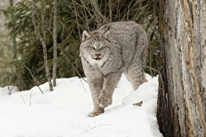 Images Dated 30th January 2016: Canada Lynx or Canadian Lynx in winter, (Captive) Montana Lynx canadensis, Felidae