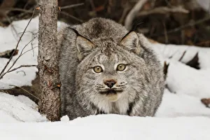 Canada Lynx or Canadian Lynx in winter, (Captive) Montana Lynx canadensis, Felidae