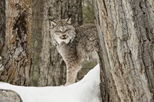 Lynx Prints: Canada Lynx or Canadian Lynx in winter, (Captive) Montana Lynx canadensis, Felidae