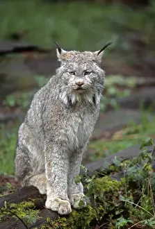 Fauna Prints: Canada lynx (Lynx canadensis), native to wilderness areas of northern North America