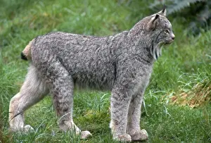 Biology Prints: Canada lynx (Lynx canadensis), native to wilderness areas of northern North America
