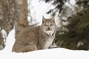 Images Dated 4th July 2019: Canada lynx in winter, Lynx canadensis, controlled situation