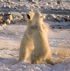 Images Dated 5th November 2008: Canada, Manitoba