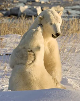 Images Dated 5th November 2008: Canada, Manitoba