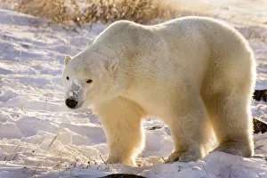 Images Dated 6th November 2008: Canada, Manitoba