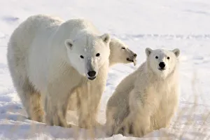 Images Dated 9th November 2008: Canada, Manitoba