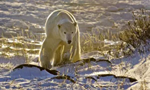 Images Dated 5th November 2008: Canada, Manitoba